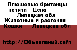 Плюшевые британцы котята › Цена ­ 2 500 - Липецкая обл. Животные и растения » Кошки   . Липецкая обл.